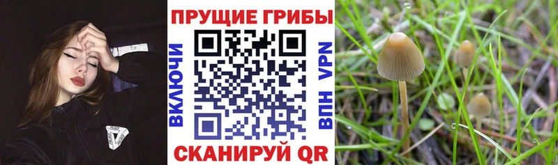 как найти наркотики  кракен рабочий сайт  Галлюциногенные грибы мицелий  Тарко-Сале 